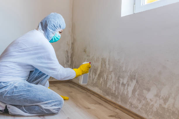 Licensed Basement Mold Remediation service in Columbia, TN - 24 Hour Mold Removal
