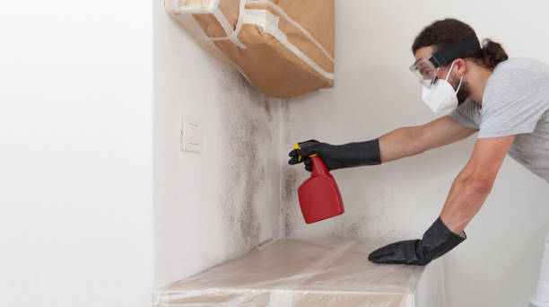 Professional Basement Mold Remediation technician working in Columbia, TN