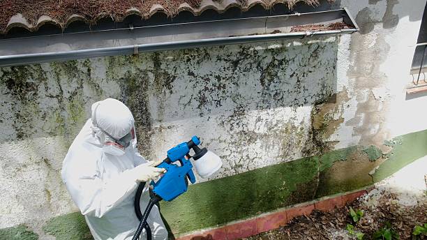 Top rated local Basement Mold Remediation specialists in Columbia, TN